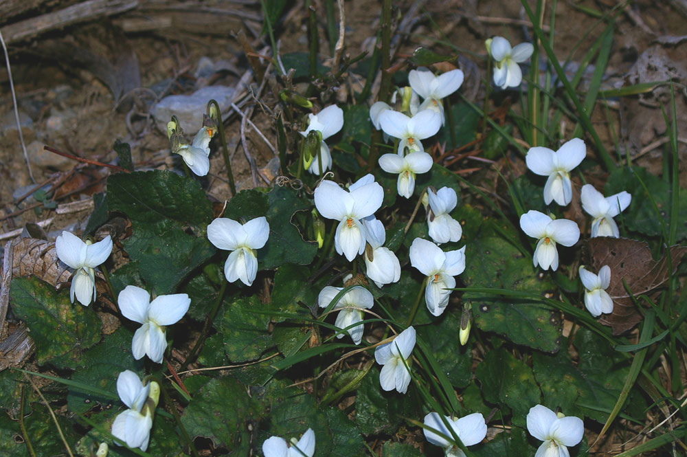 Viola alba